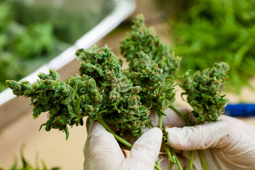 Cannabis Indica für Anfänger: Eine Einführung in diese beruhigende Sorte