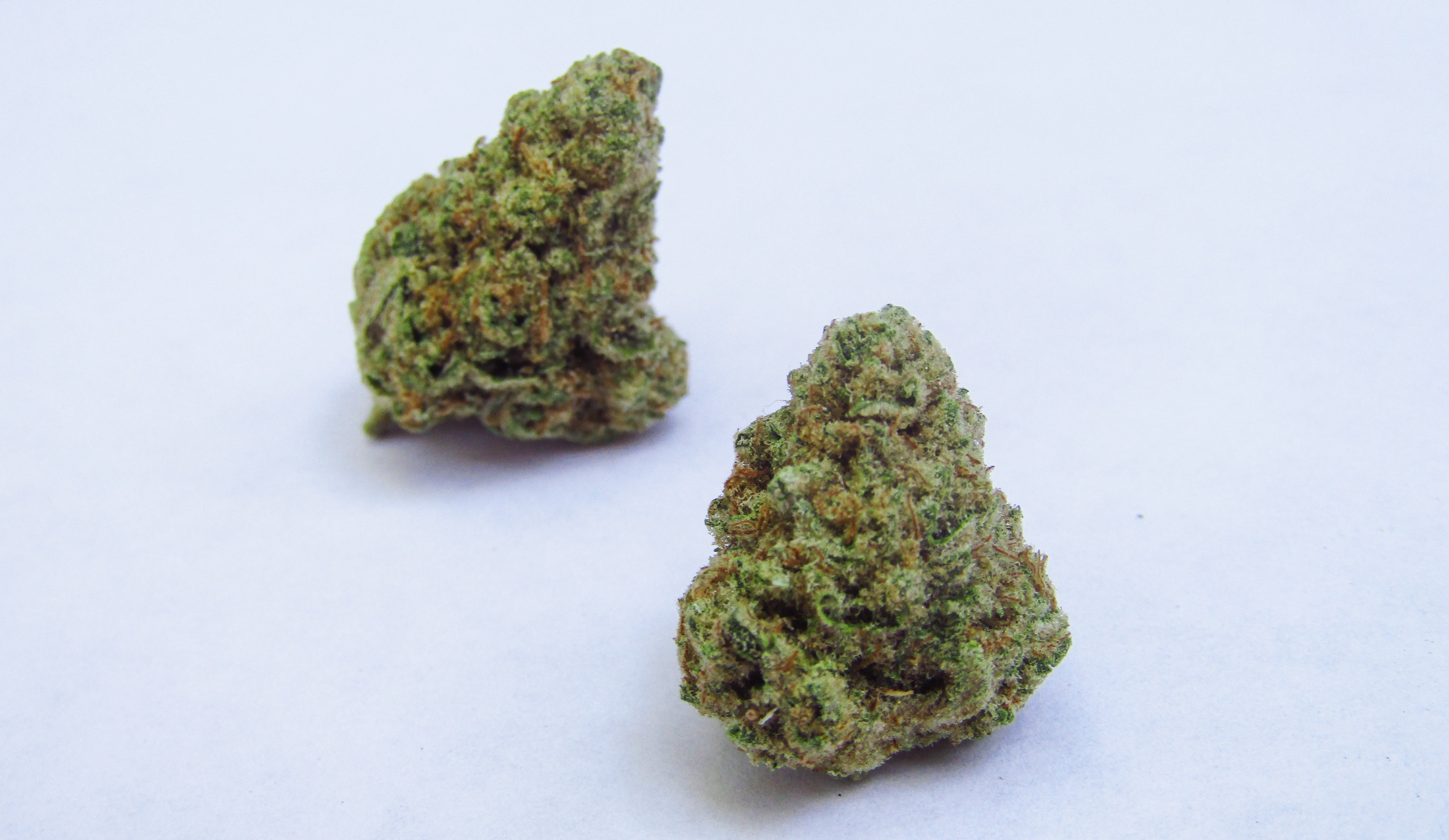 Cannabis Indica für Anfänger: Eine Einführung in diese beruhigende Sorte