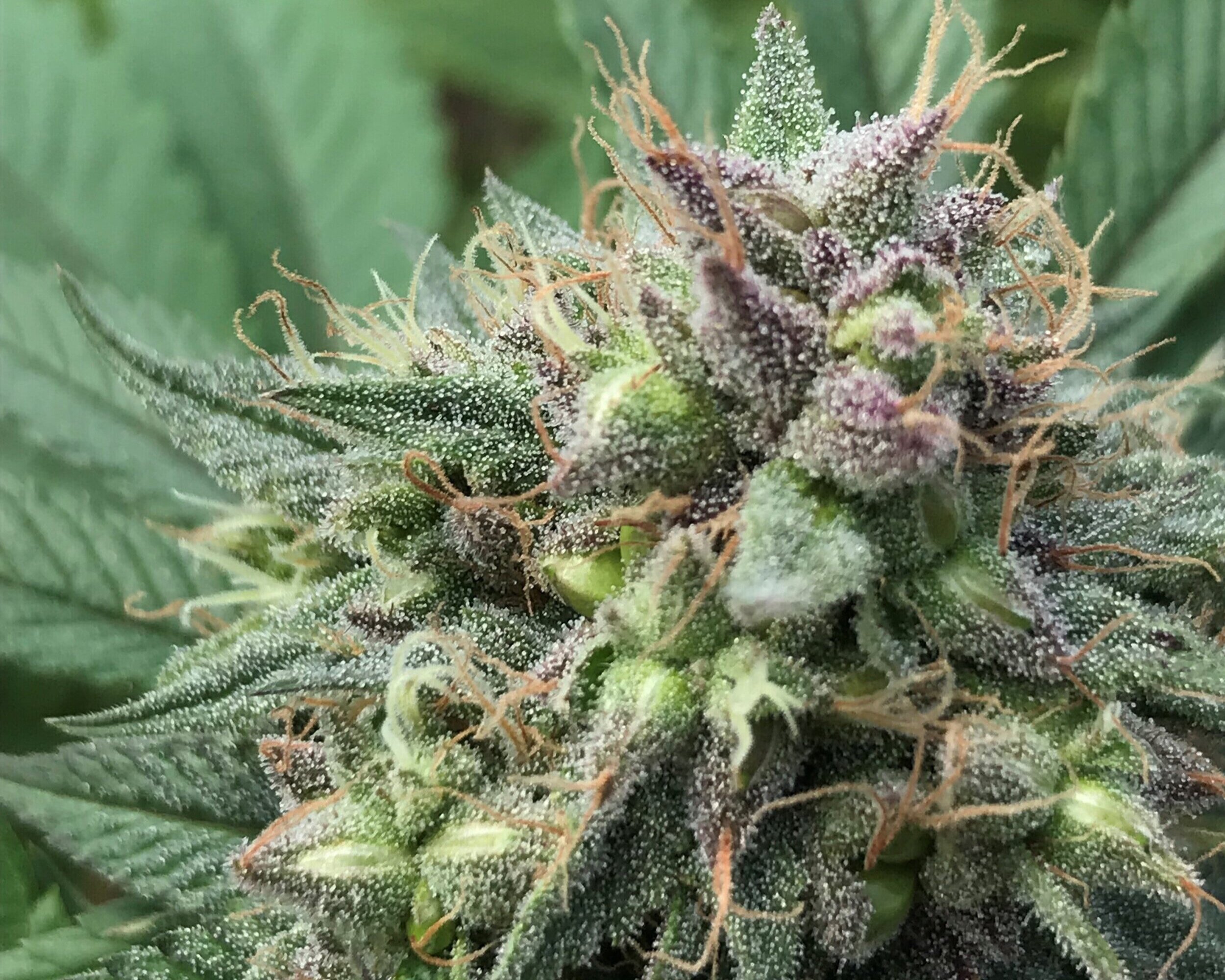 CBD Blüten online bestellen: Sicher, schnell und diskret