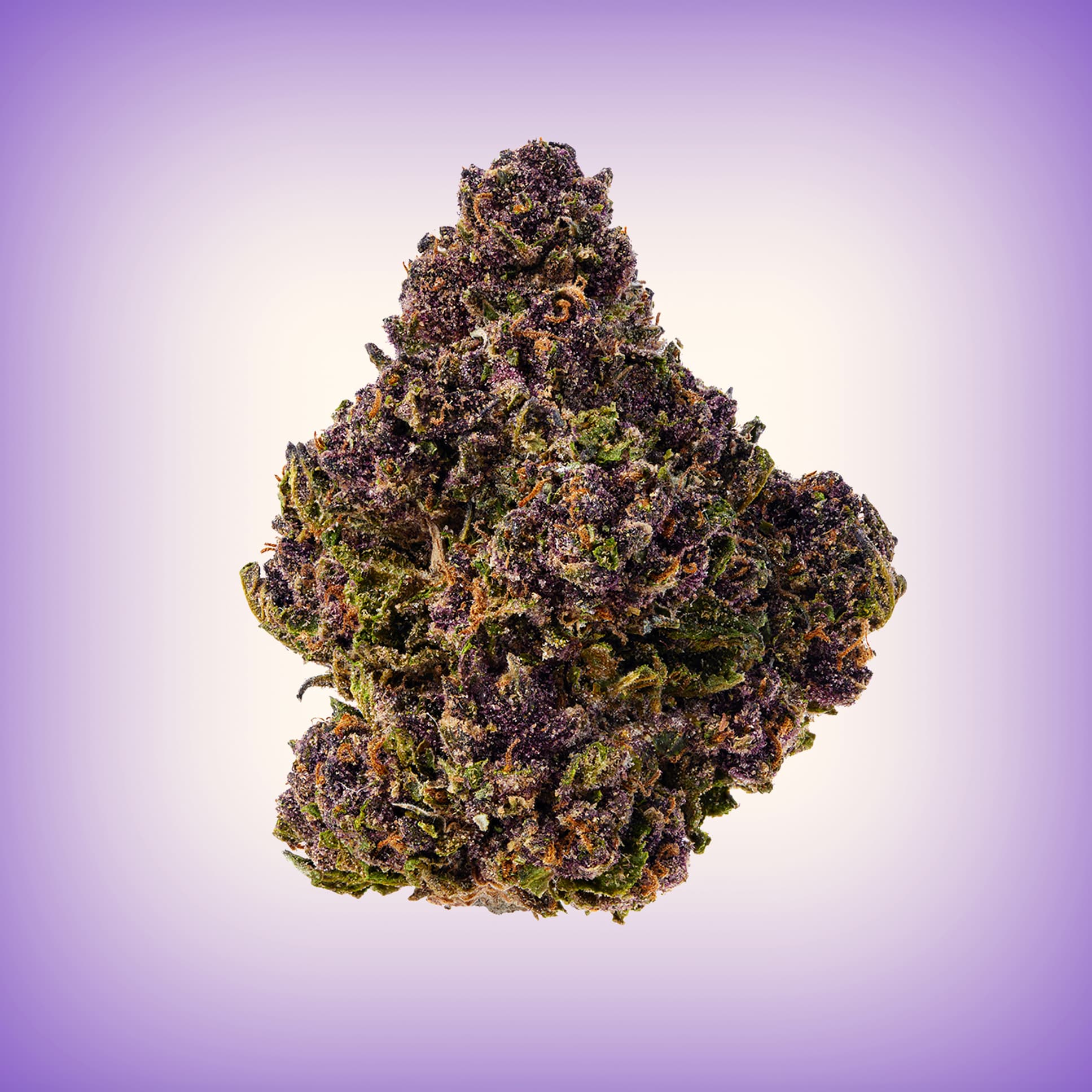 Tropicana Cherry: Der exklusive Genuss für Cannabisliebhaber