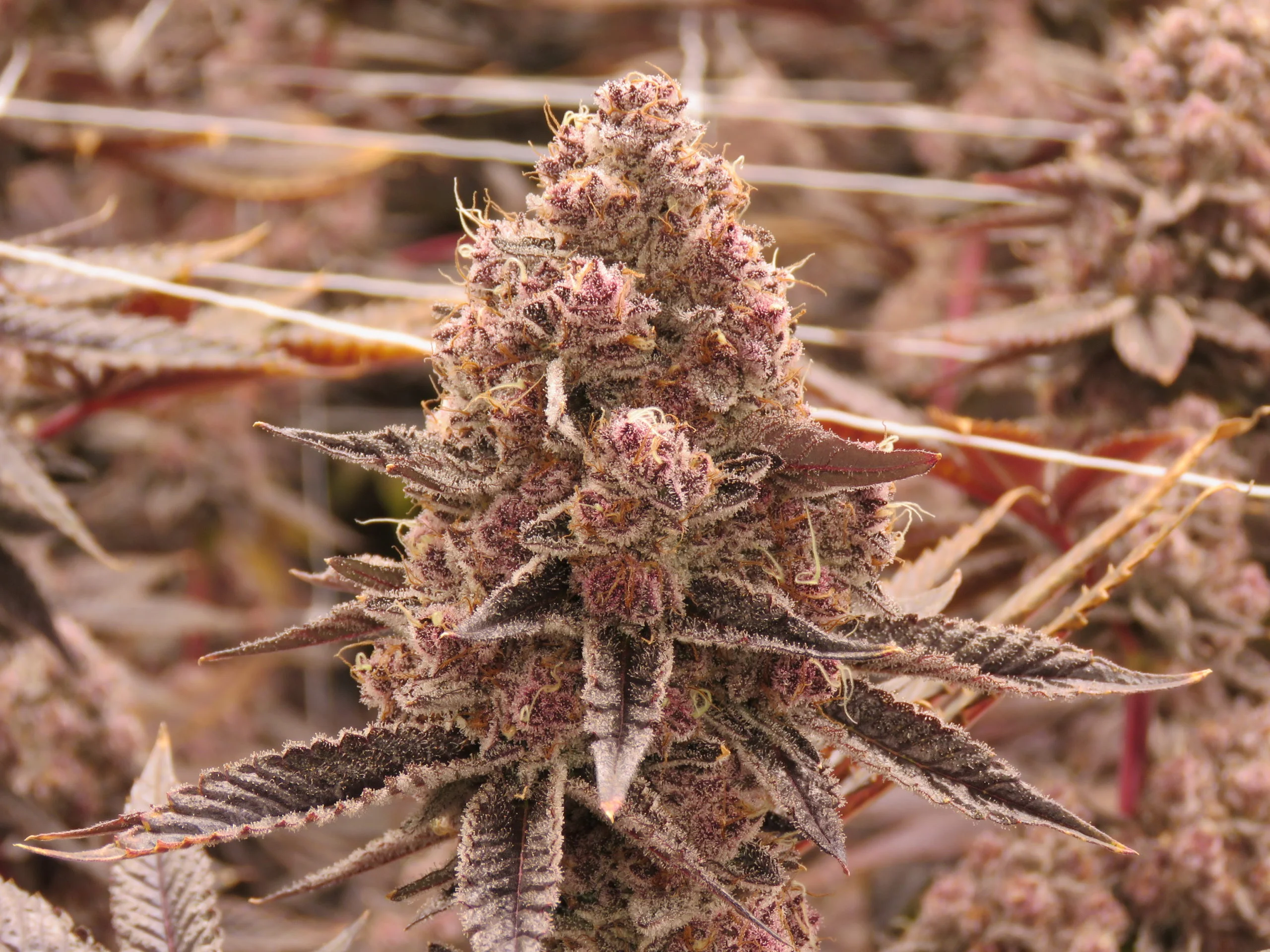 Tropicana Cherry: Der exklusive Genuss für Cannabisliebhaber